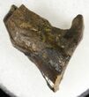 Triceratops Partially Rooted Tooth - Montana #20588-2